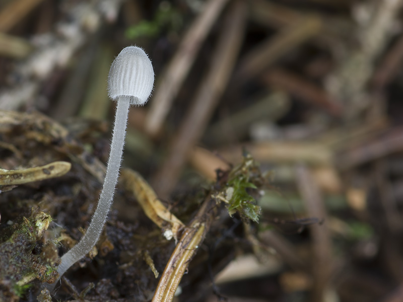 Mycena aciculata